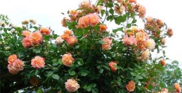 Посадка и уход за плетистой розой: правила обустройства вьющегося розария